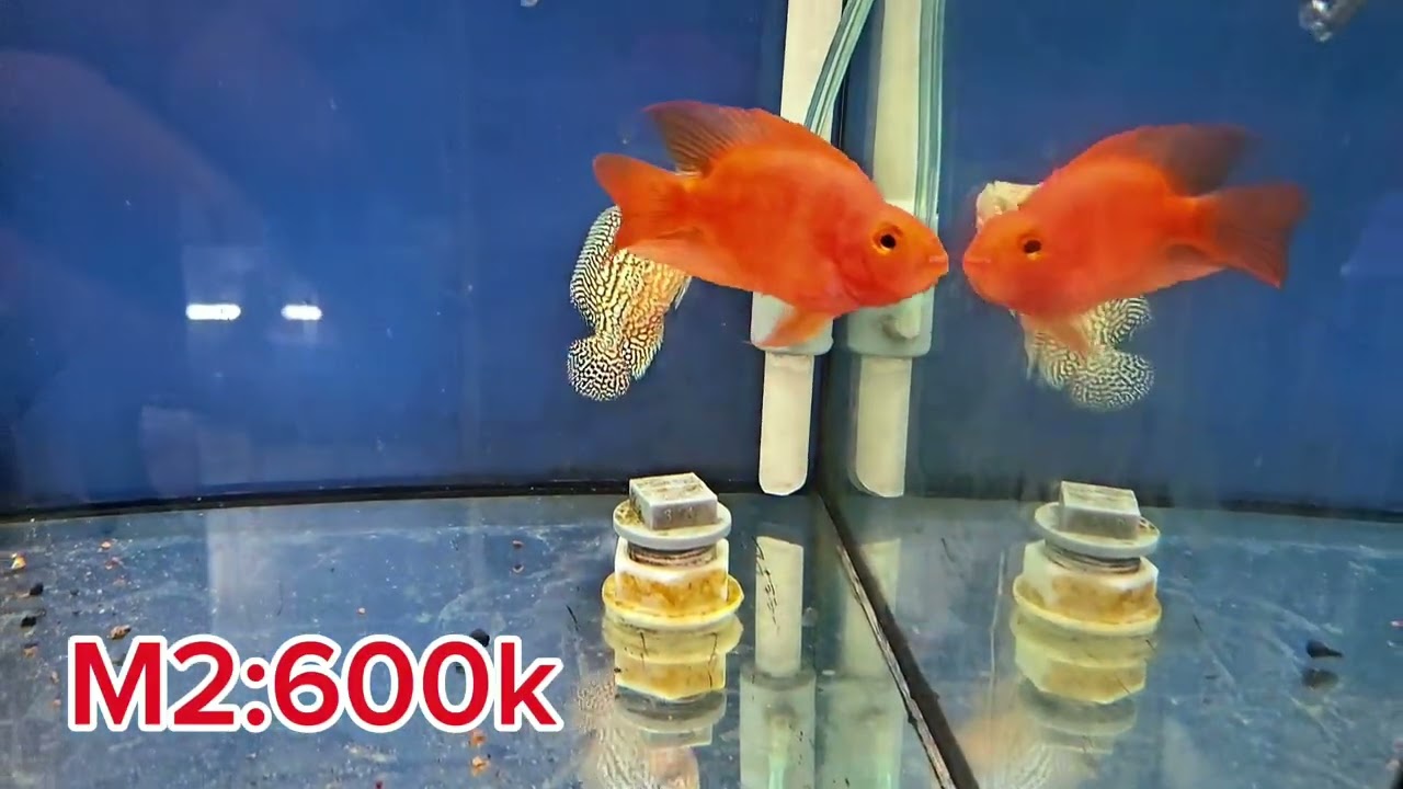20/12 lên lô kamfa F2 đẹp giá hợp lý cho a e săn hàng