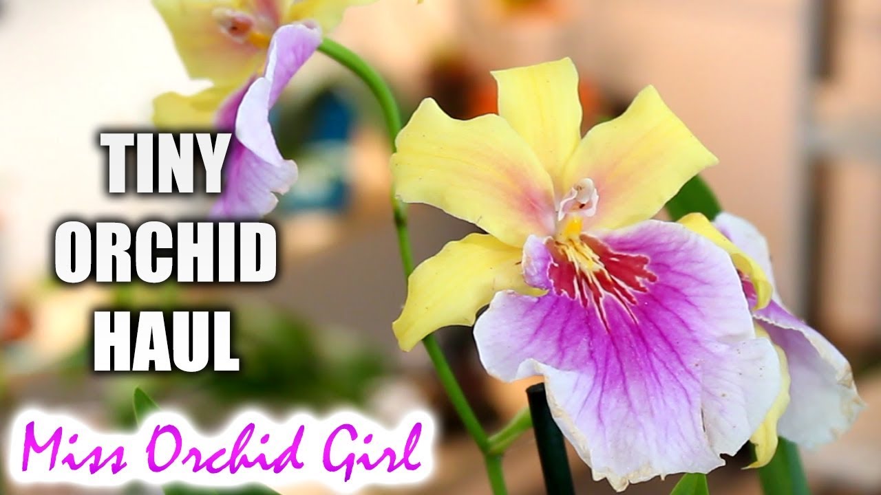 Tiny Orchid Haul - New hybrids on the market!