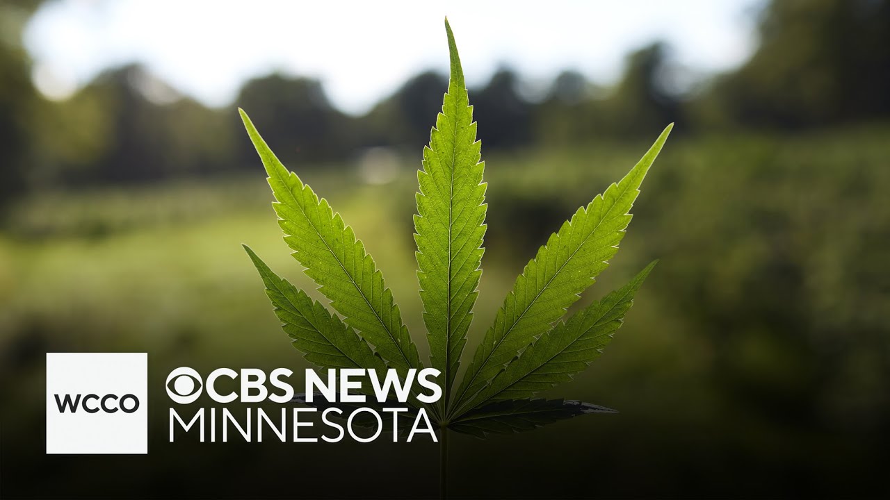 What you need to know about cannabis laws in Minnesota