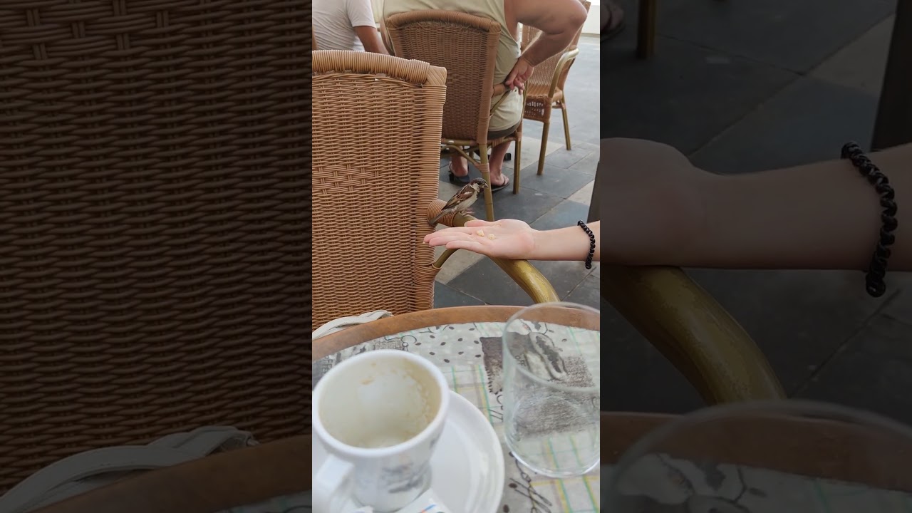 Gorri&oacute;n desayunando con nosotros en una terraza