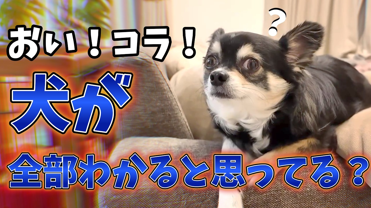 チワワに少し高度な会話が理解できるか試してみた。#犬との暮らし #dog #チワワ #癒し #chihuahua