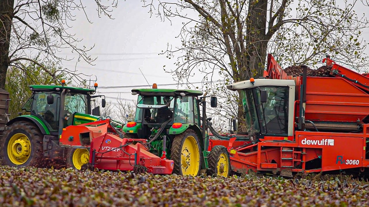 Zbiory buraczka czerwonego 2020 | 5x John Deere & Dewulf na jednym polu