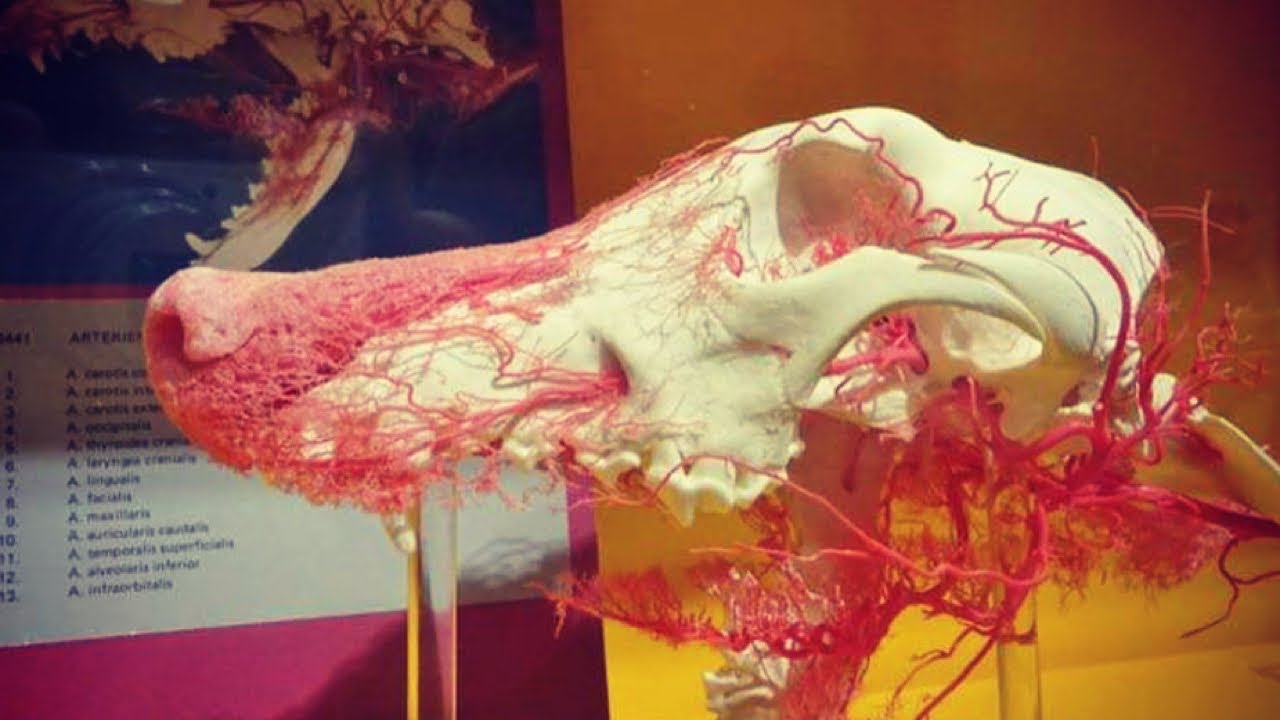Scent Detection & Canine Olfaction!