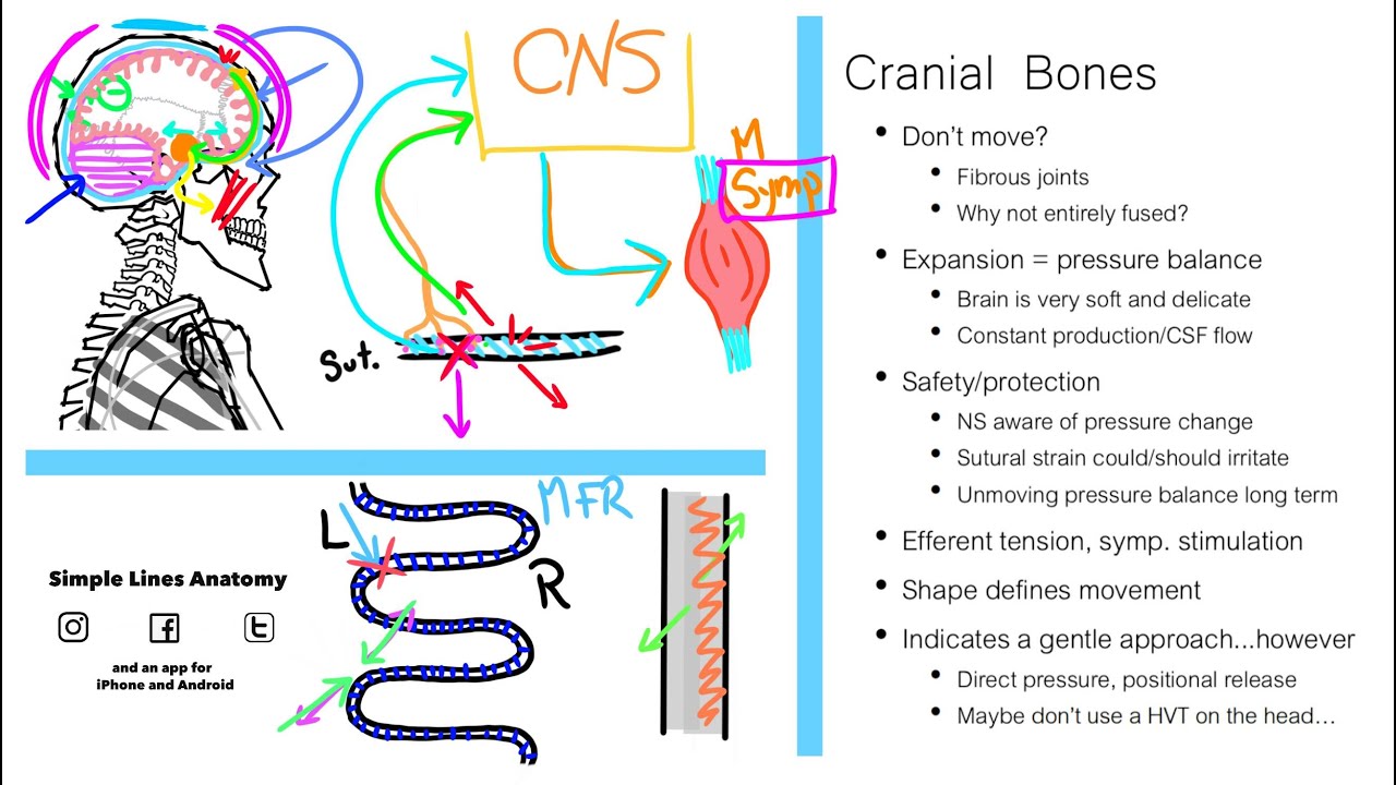 The Skull Bones Do Move: Craniosacral Therapy Basic Rationale