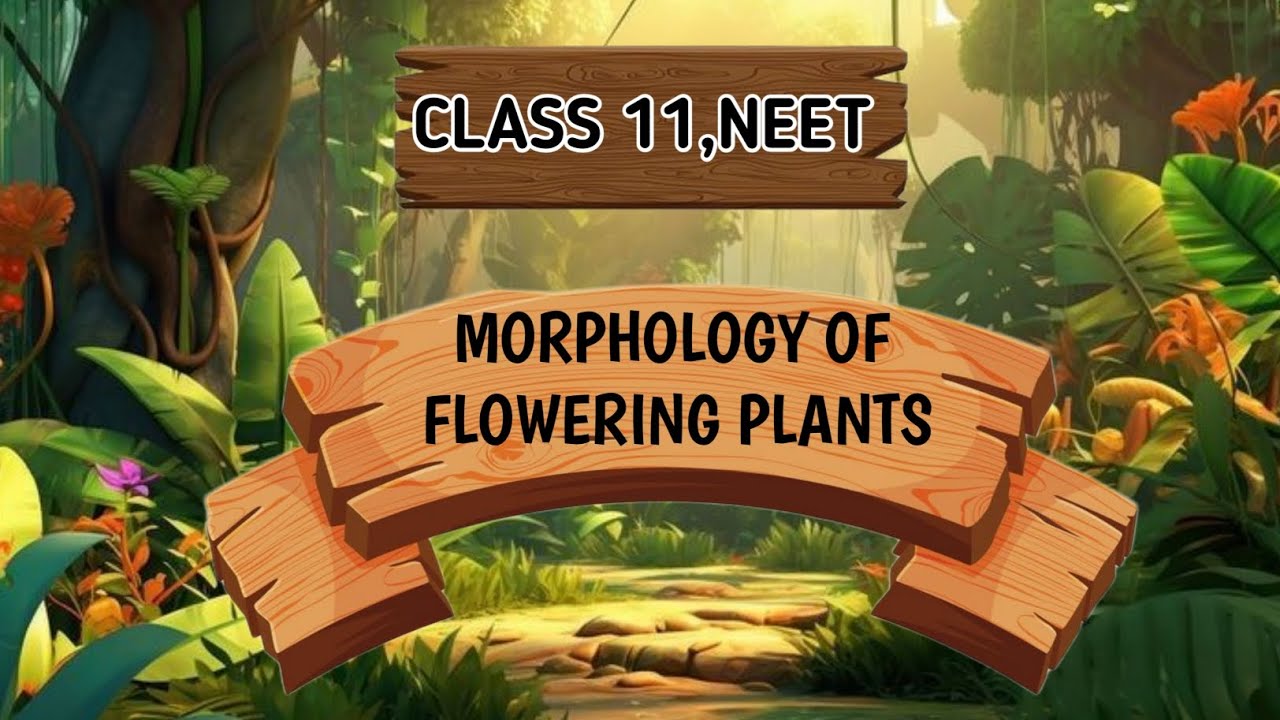 Morphology Of Flowering Plants |Lecture 8 |Class 11th |NEET 