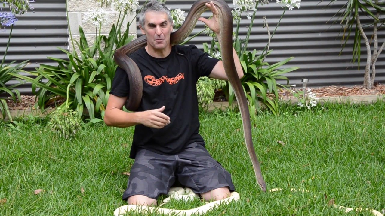 AWESOME OLIVE PYTHONS- CrittaCam