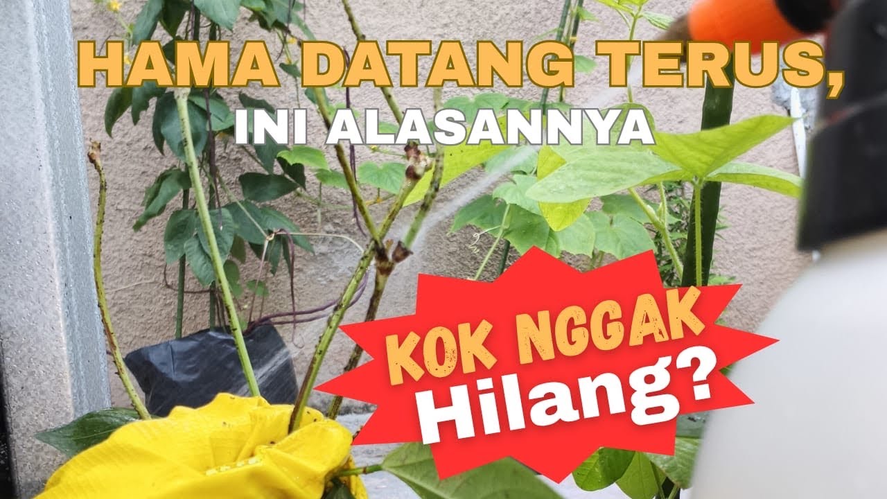 Tanaman Rusak Padahal Nggak Diapa-apain?