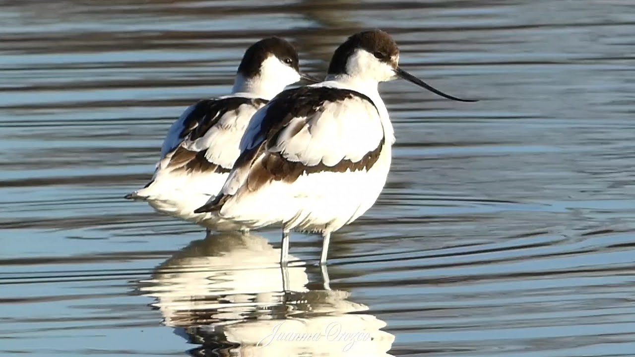 Avoceta, ave zancuda de plumaje blanco y negro, pico largo y curvado hacia arriba.