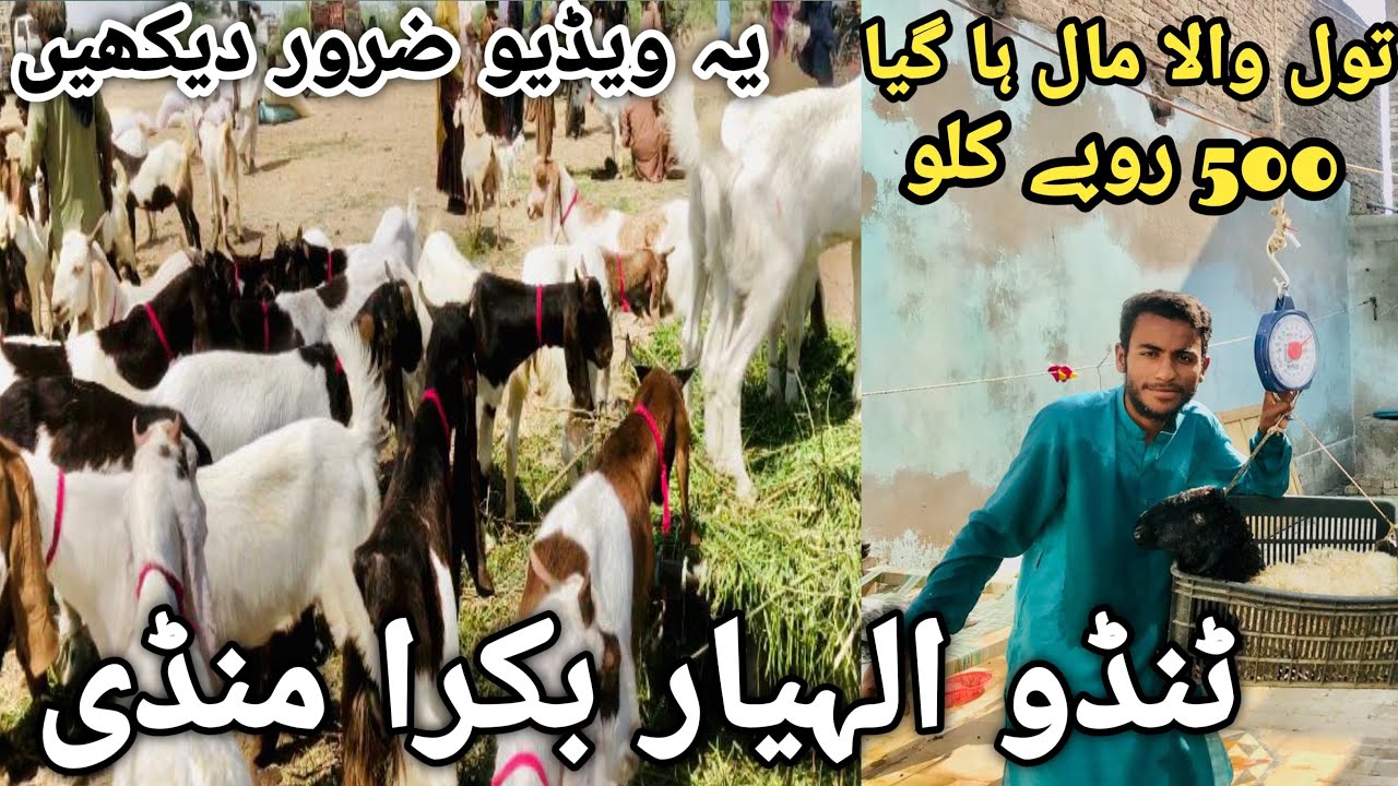 Tando allahyar Bakra Mandi latest update 21 March 2025 || Bakra Mandi 2025
