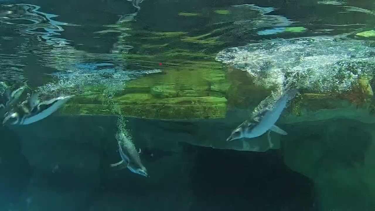 Shedd Aquarium Part 3