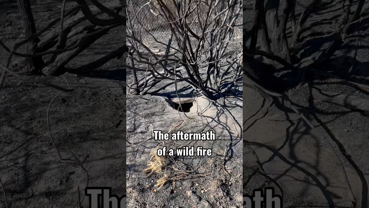Aftermath of a wild fire 🇬🇧
