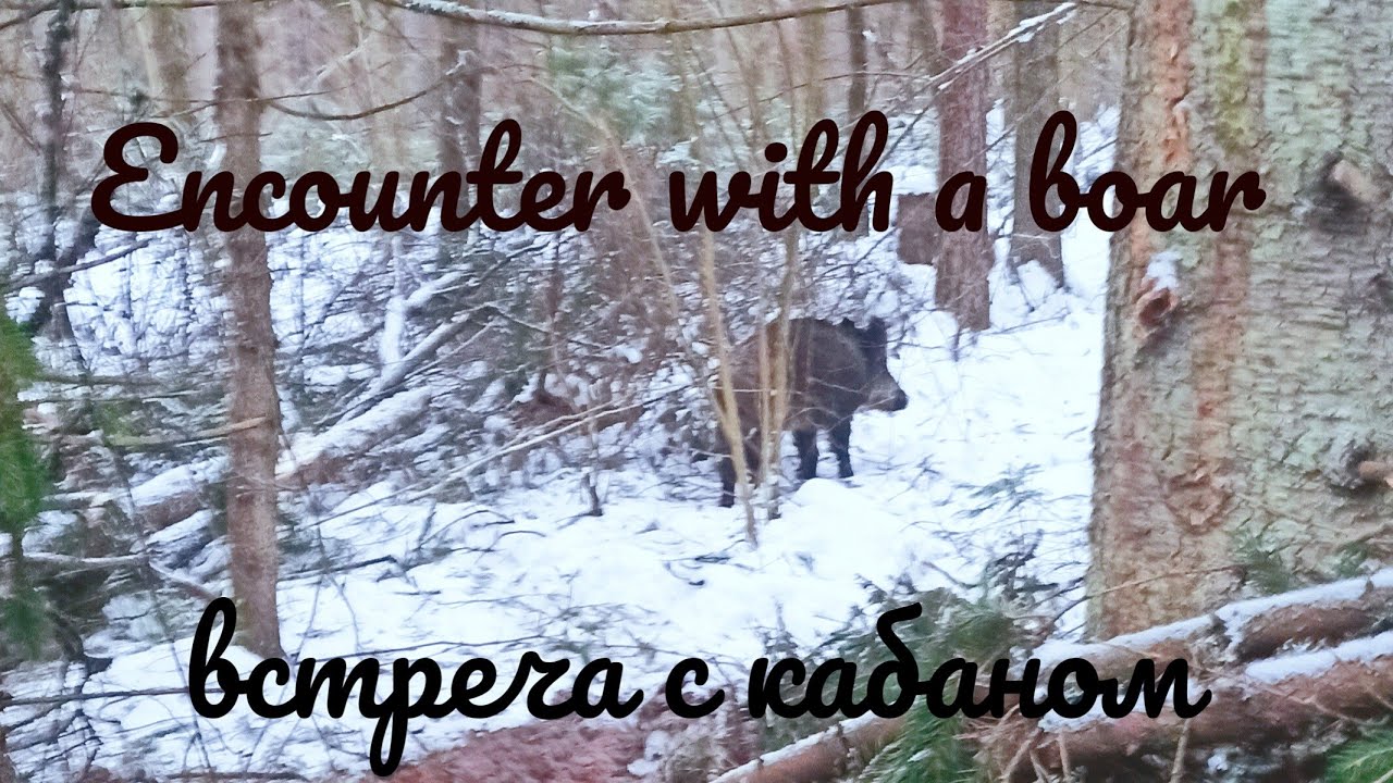 Unexpected encounter with a wild boar in the woods. неожиданная встреча в зимнем лесу с кабаном