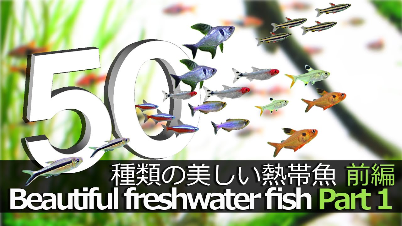 飼いたくなる熱帯魚が見つかる動画　前編