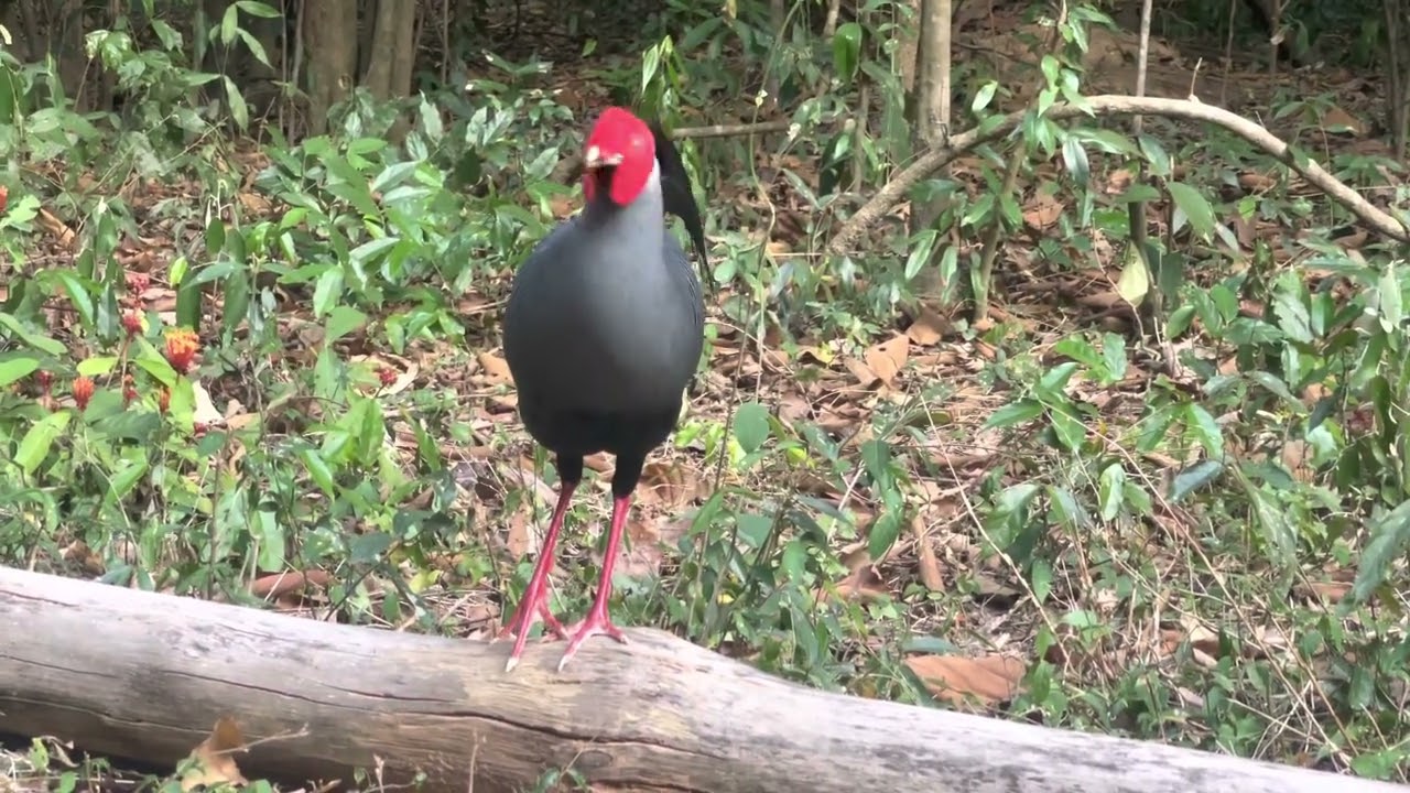 Listen…….to the sound of Phayalao pheasant ( Siamese fireback) มาฟังเสียงของไก่ฟ้าพญาลอกัน
