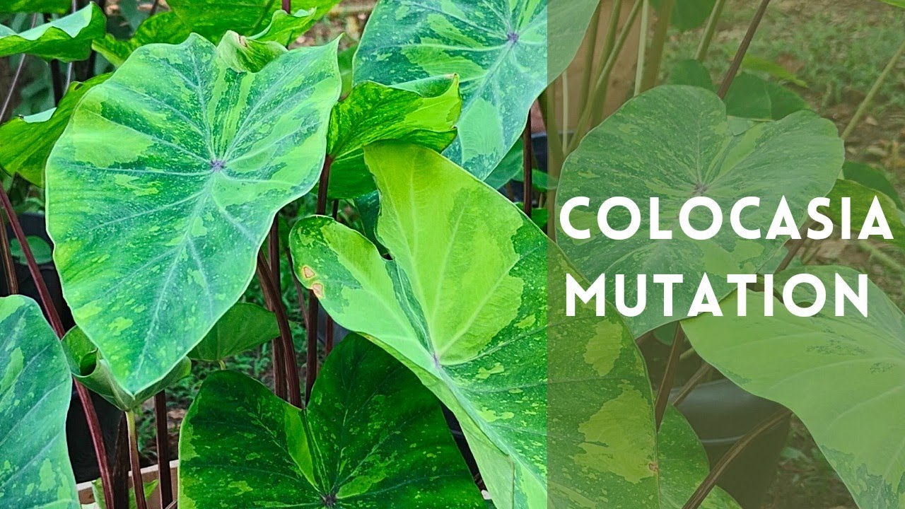 How to identify Colocasia Lemon lime gecko mutations @thefirstplant