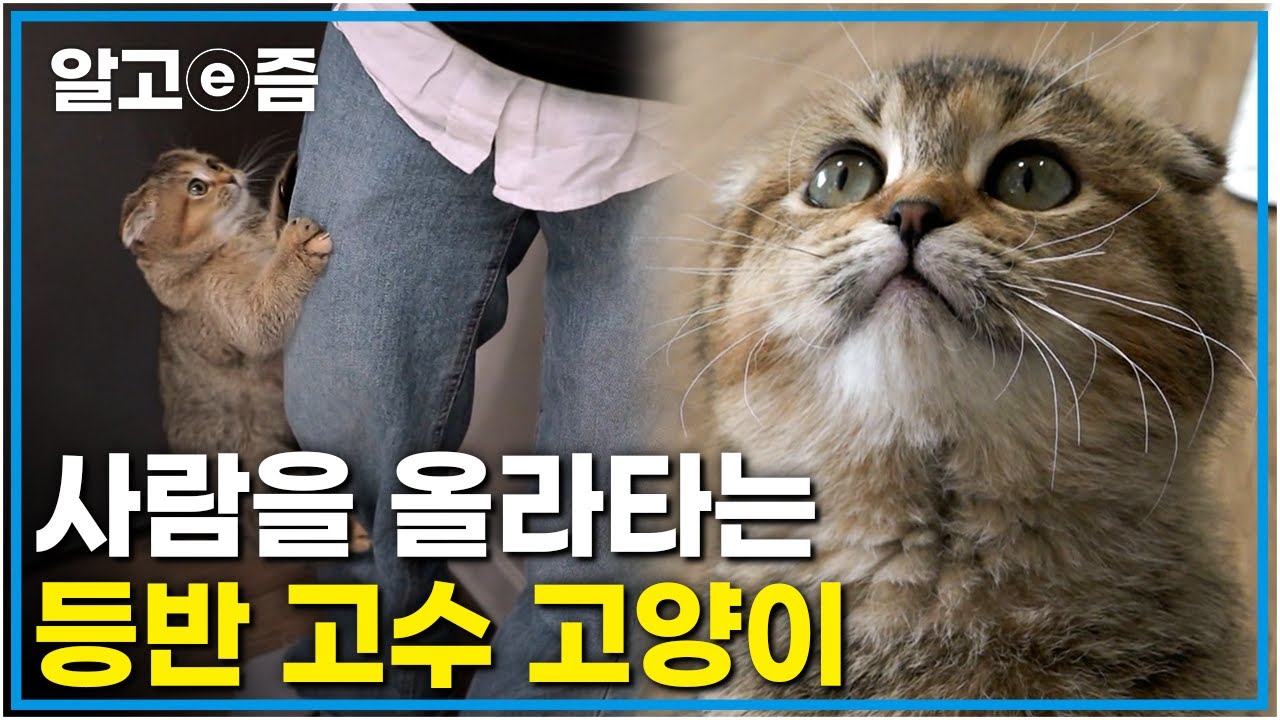 “나에겐 오르지 못할 집사는 없다!” 시도 때도 없이 사람을 올라타는 고양이 때문에 온몸이 상처투성이가 된 집사의 고민┃고양이를 부탁해┃알고e즘