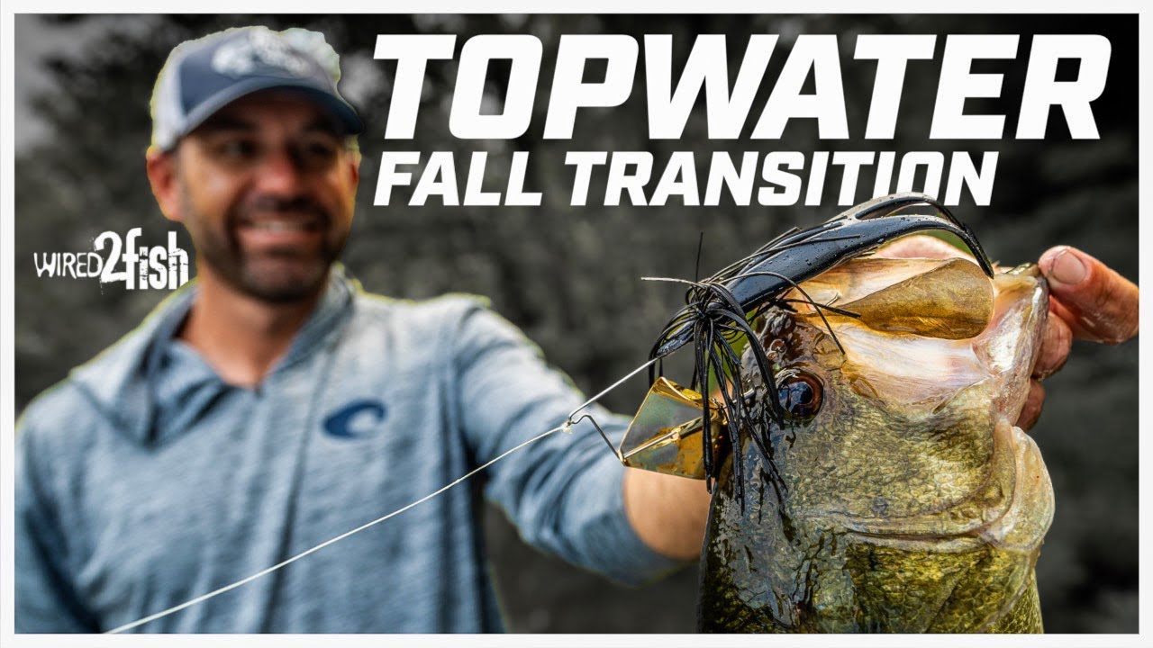 How to Catch Fall Transition Bass with Buzzbaits and Ploppers