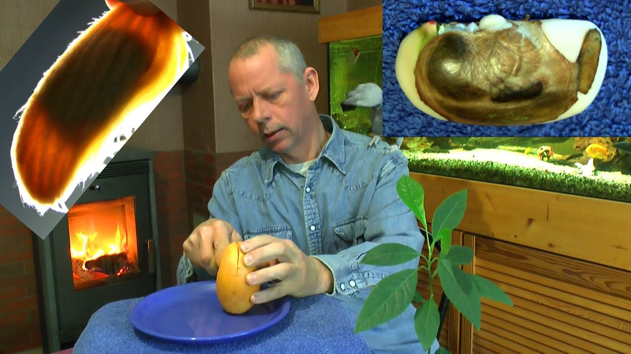Mango Samen einpflanzen, die gelbe Mango