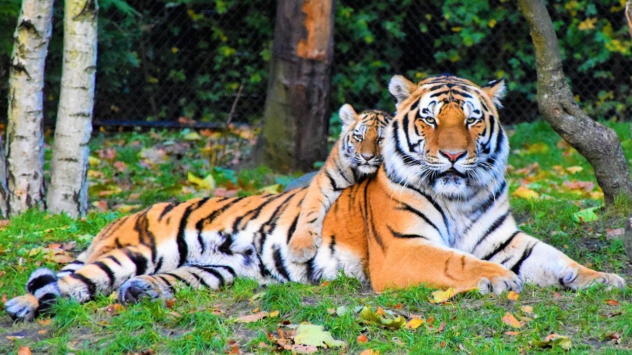 Ultimate Wild Life of Animals | Amazing Wild Animals Moments Compilation #Forestanimals #Wildanimal