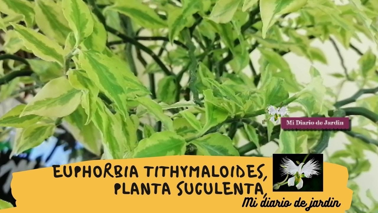 Cuidados y cultivo, Pedilanthus zapatitos 🍀Euphorbia Tithymaloides, mi diario de jardin