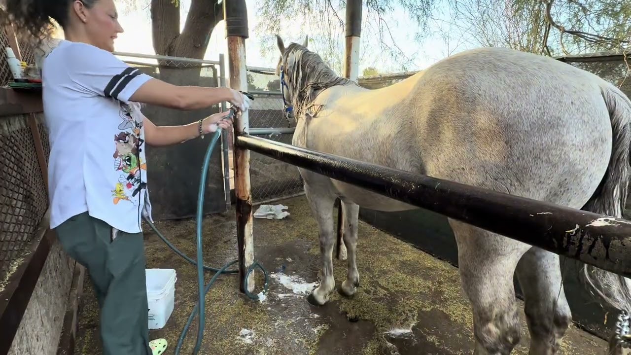 Miren que docil es el Caballo