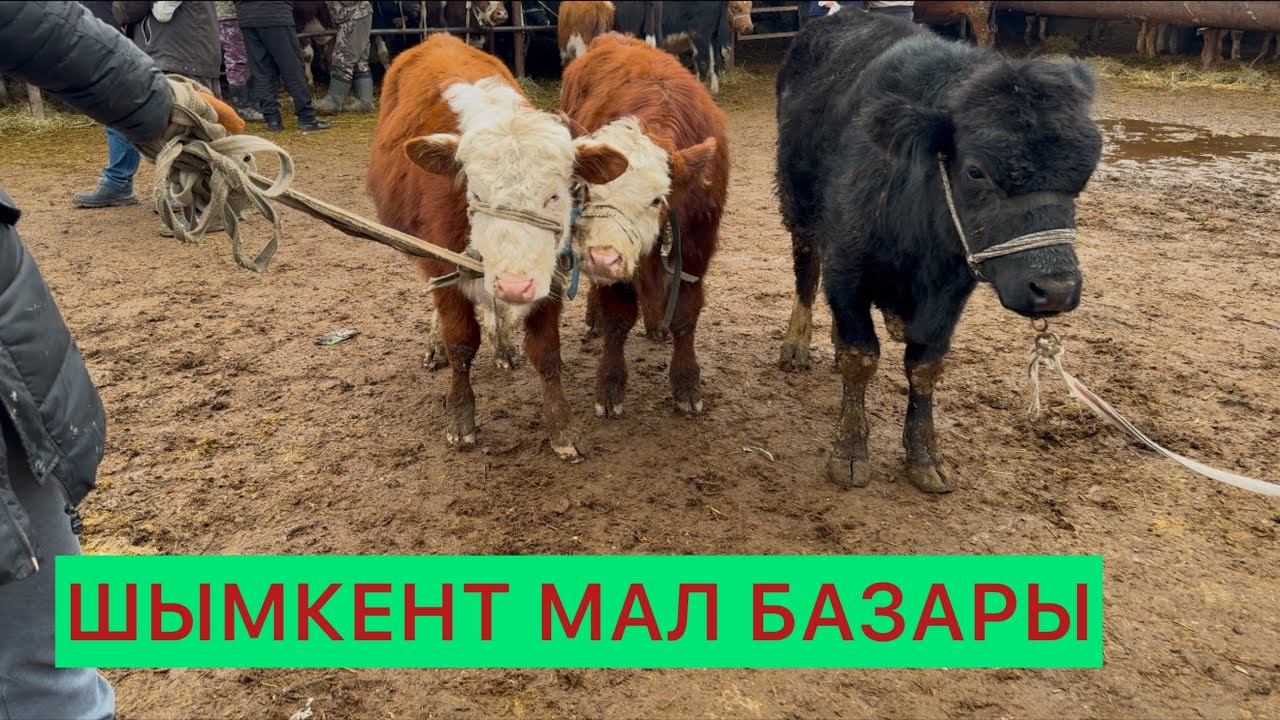 Шымкент Сиыр бұқа бағасы