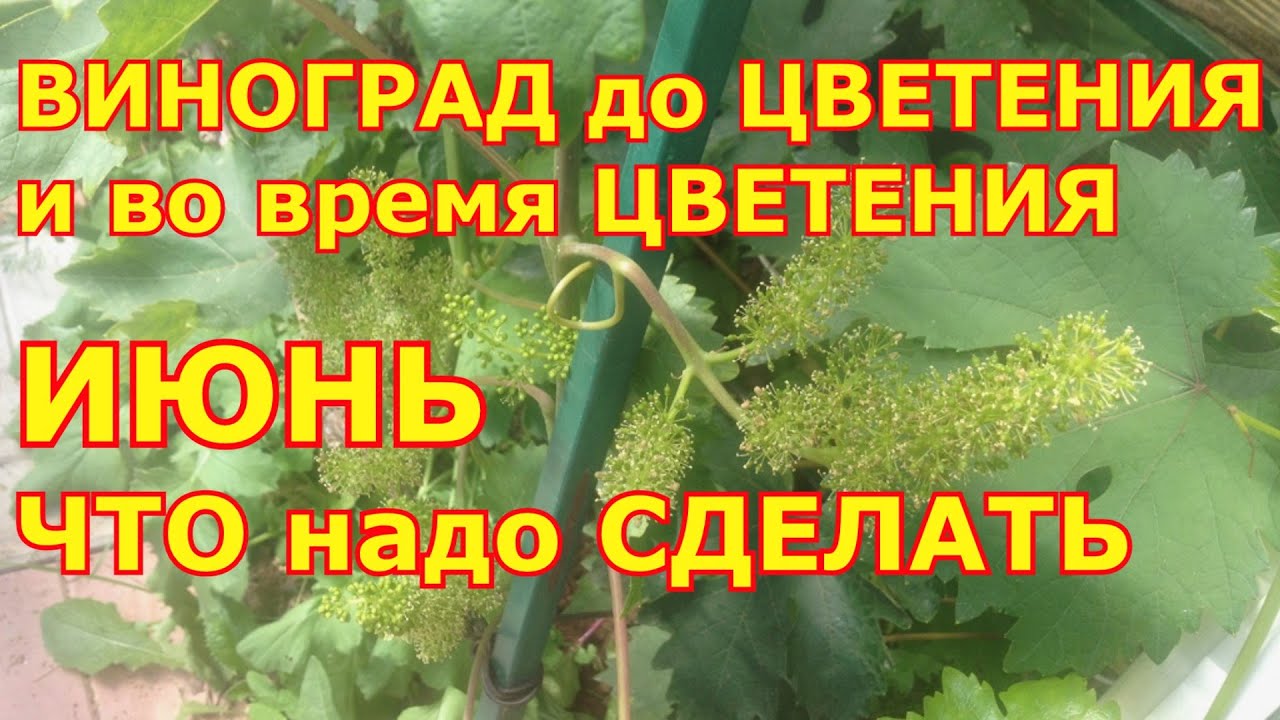 ИЮНЬ! Виноград ДО ЦВЕТЕНИЯ и ВО ВРЕМЯ ЦВЕТЕНИЯ. ЧТО надо СДЕЛАТЬ