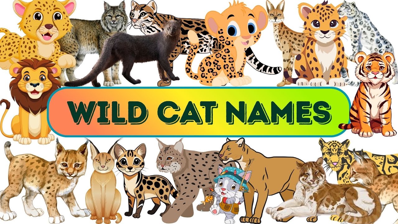 Wild Cat Names! Wild Cat English Names