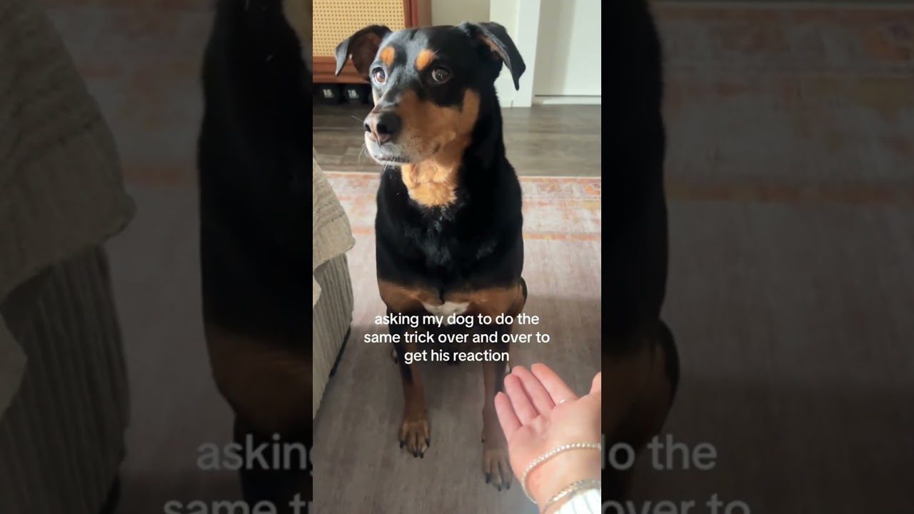 Dogs with attitude are so cool