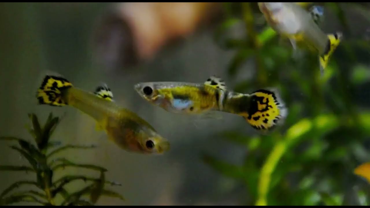 Un acquario FINESTRA in casa. un acquario interamente dedicato ai guppy