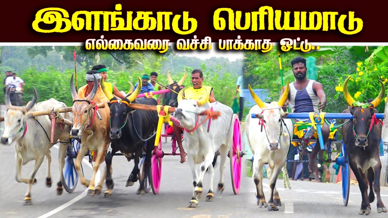 இளங்காடு பெரியமாடு பந்தயம் 24.01.2026