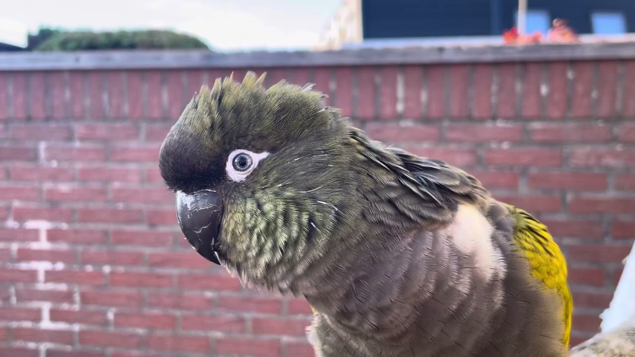 Paiku The Patagonian Conure 🦜