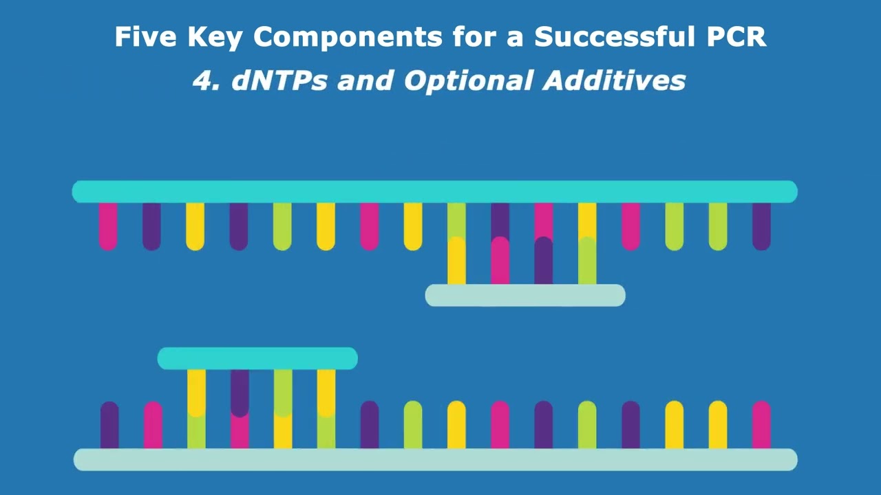 Five Key Components for a Successful PCR