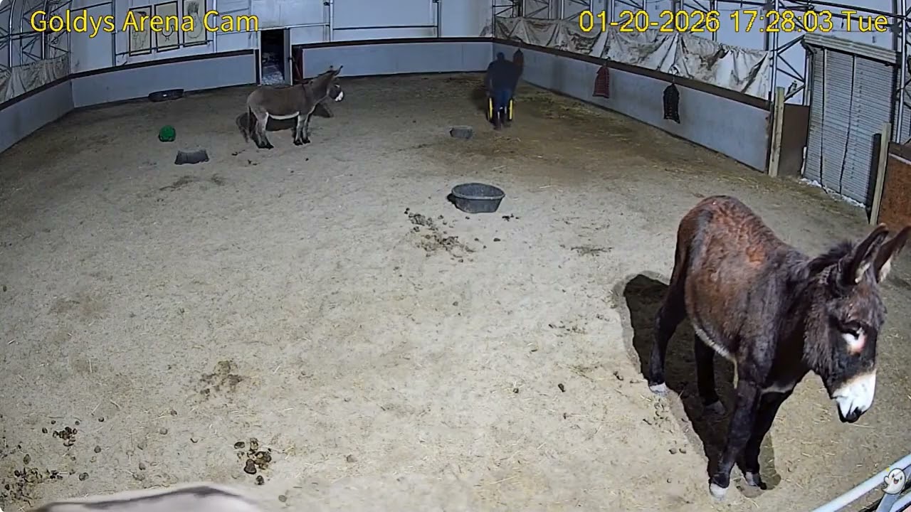 Goldy's Arena Rescues 520-838pm;520pm Nick mucks /hay;553pm Woody enters then Minis; Donkeys1202026