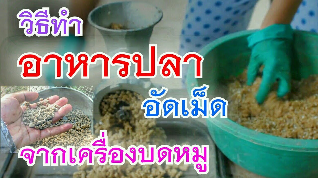 ทำอาหารปลา แบบเม็ด   จากเครื่องบดหมู (DIY fish food )