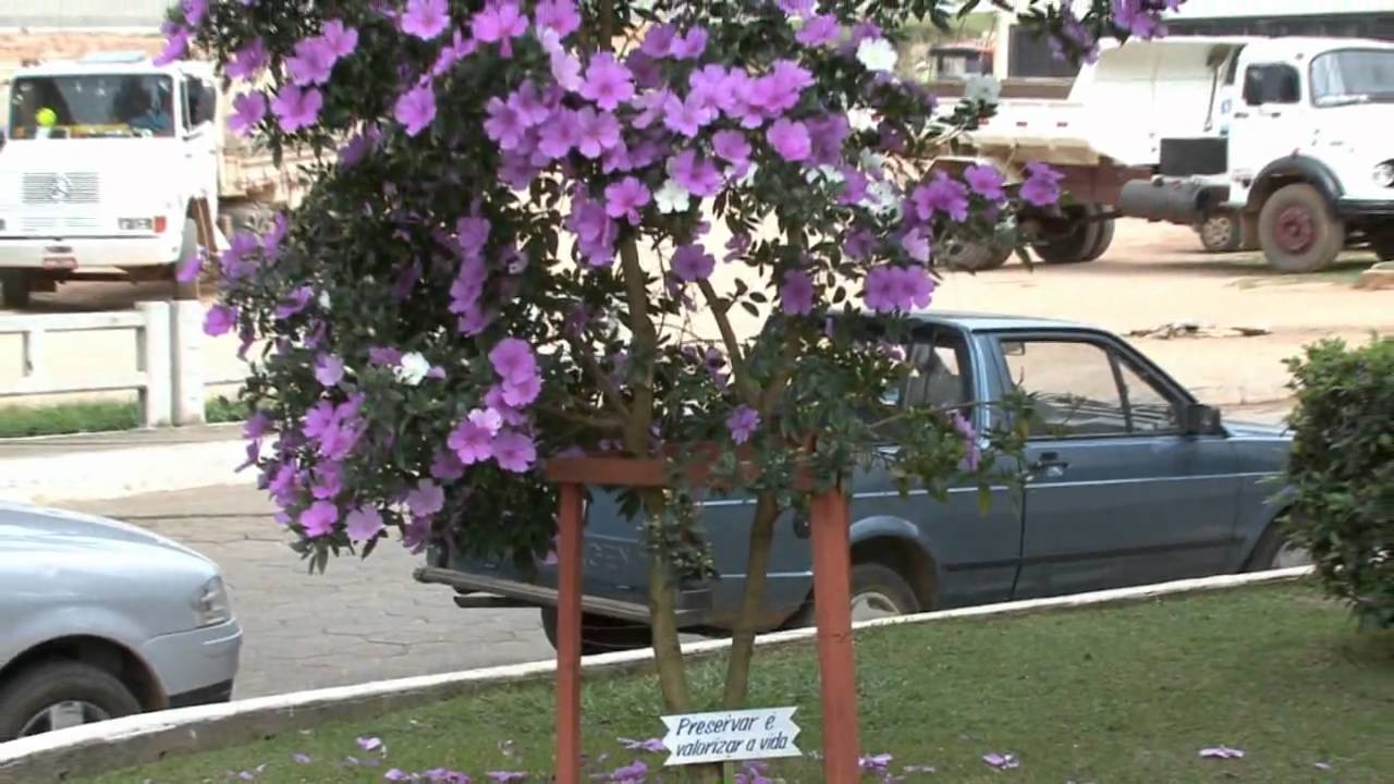 MANACÁ DA SERRA ANÃO