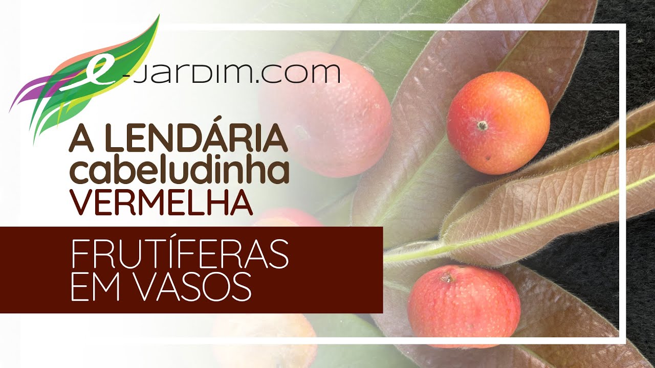 A LEND&Aacute;RIA Cabeludinha VERMELHA (Myrciaria glomerata) -  Frut&iacute;feras em Vasos
