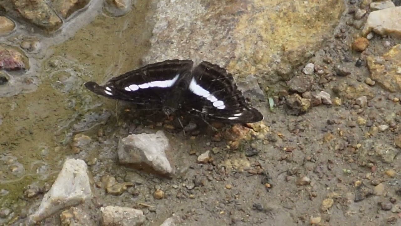 Rare Documentary: Colorful Butterflies Living Near Streams