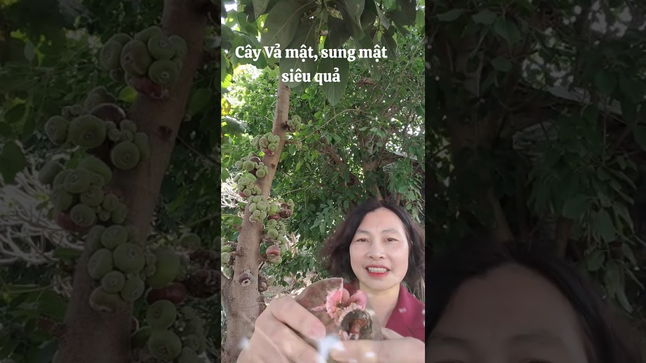 Cây Vả mật 0354305839-0835975639