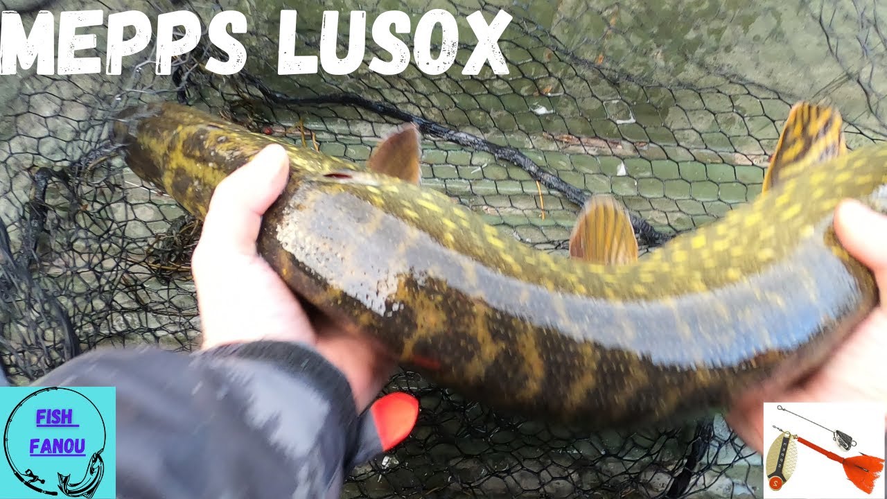 Pêche du brochet à la cuillère  LUSOX