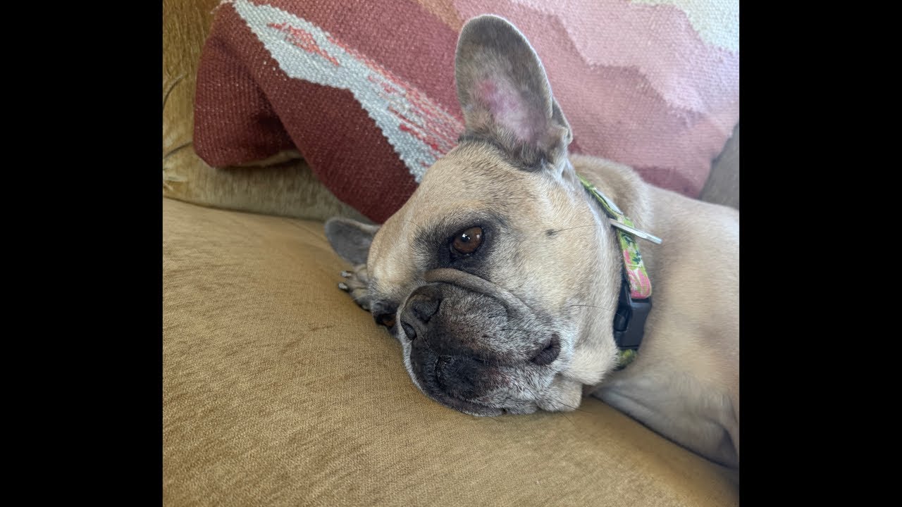 Keep watching - Dreaming and Napping Broccoli then chaos  🥦  - 3 Frenchies and Us is live!