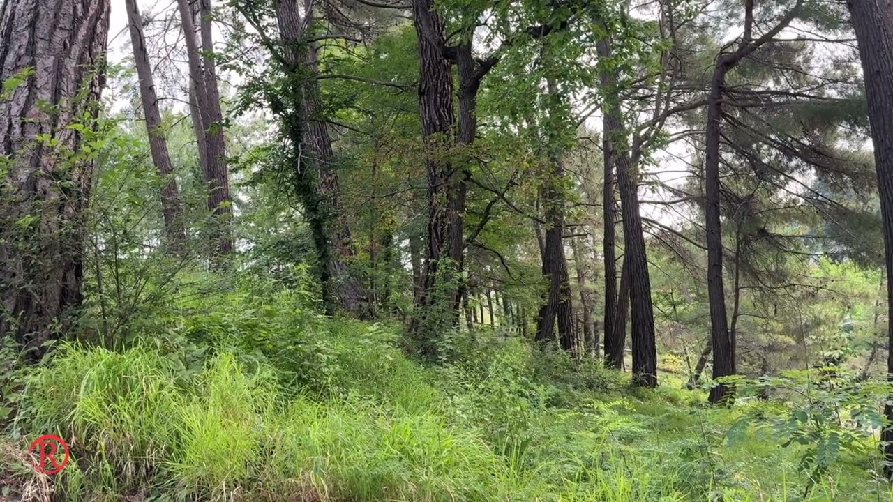 What does a cicada sound like? Summer in one sound!