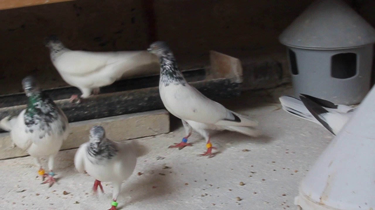 High Flyer Pigeons (Budapest High Flyer Best In Great Manchester Area)