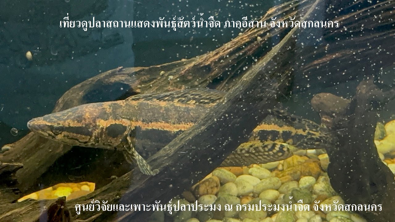 Aquarium Monster Ep5 : เที่ยวพิพิธภัณฑ์สัตว์น้ำจังหวัดสกลนคร
