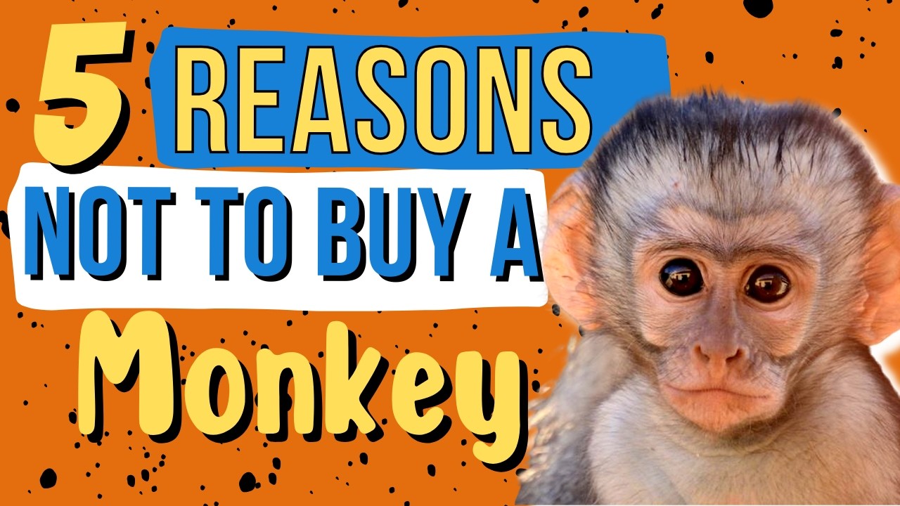 5 Reasons not to buy a Monkey