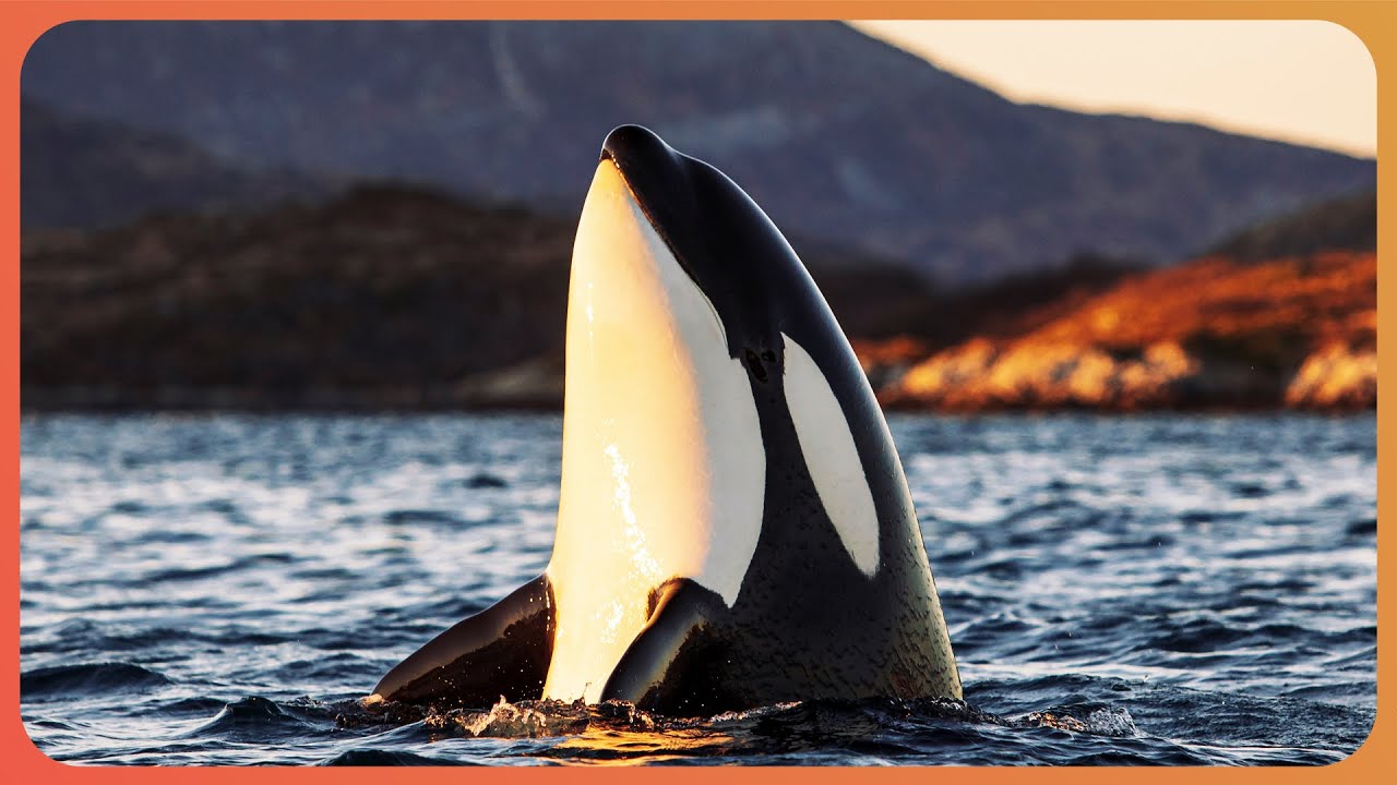 Why Orca Whales Are Close To Extinction | Dammed Extinction | Real Wild