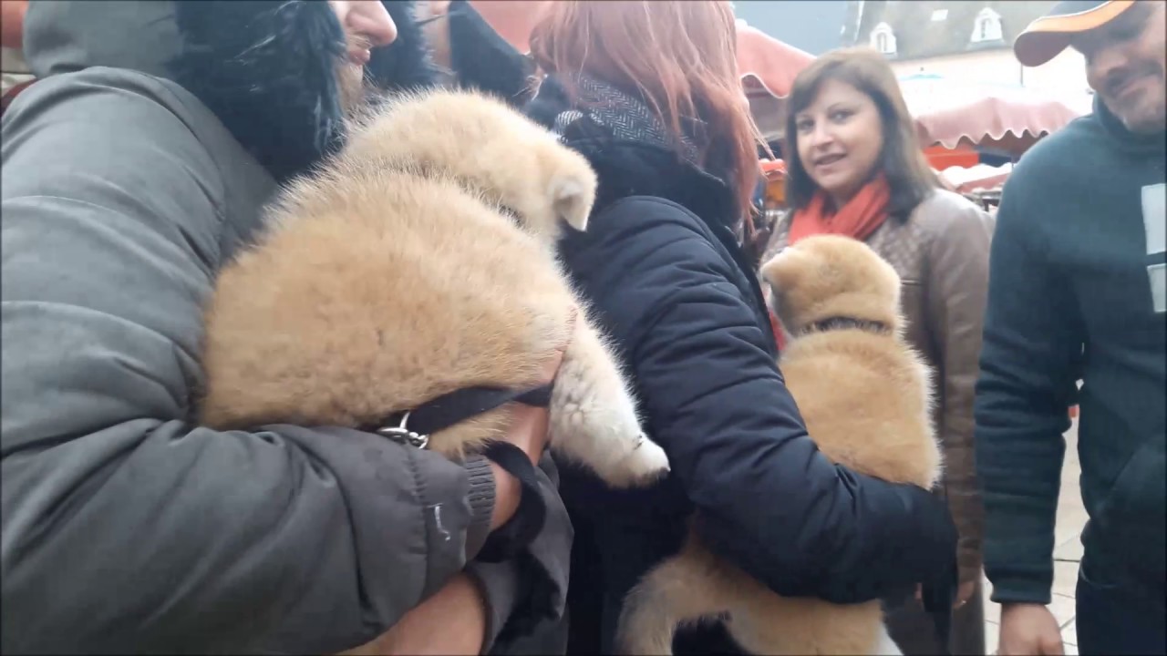 sortie en ville akita inu