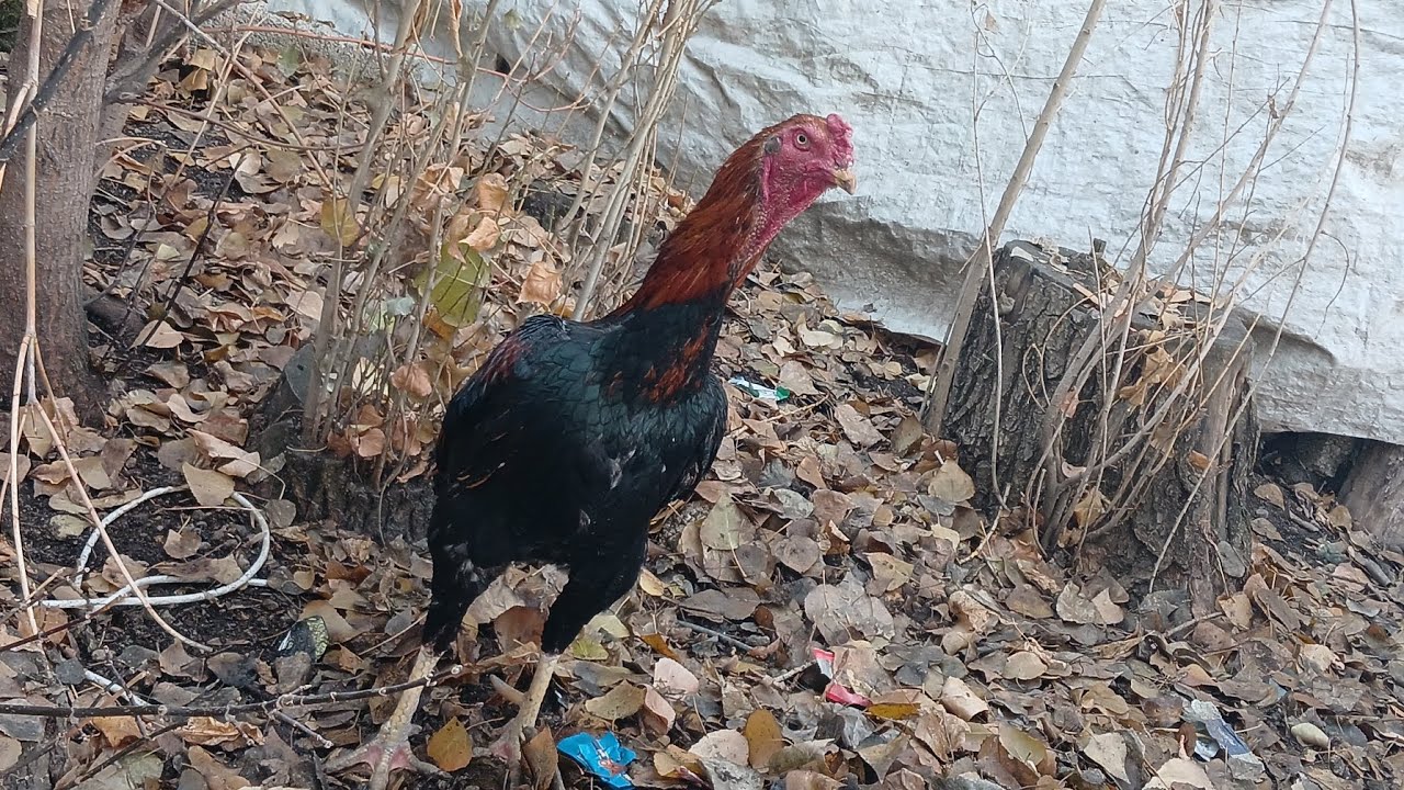 Yeni hint horozu ve eşi geldi bana
