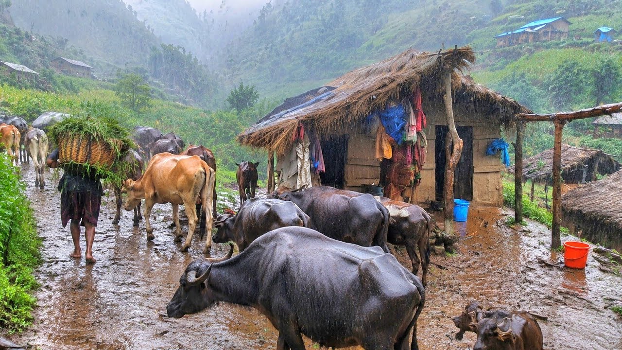 Heavy Rain in the Village | Flood & Landslide | Real Village Life real natural village life 69