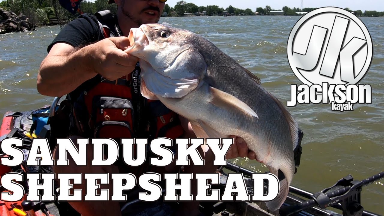 Catching Giant Freshwater Drum (Sheedshead) in Sandusky Bay